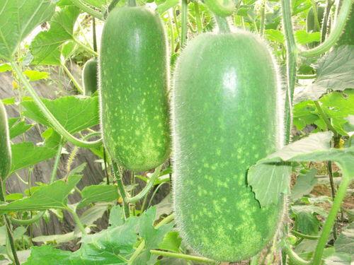 渣男避雷吃瓜图片,揭秘吃瓜群众的避坑秘籍