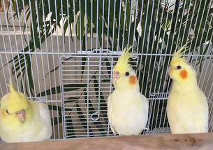 娱乐吃瓜君爆料遛鸟